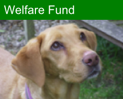 Welfaredog