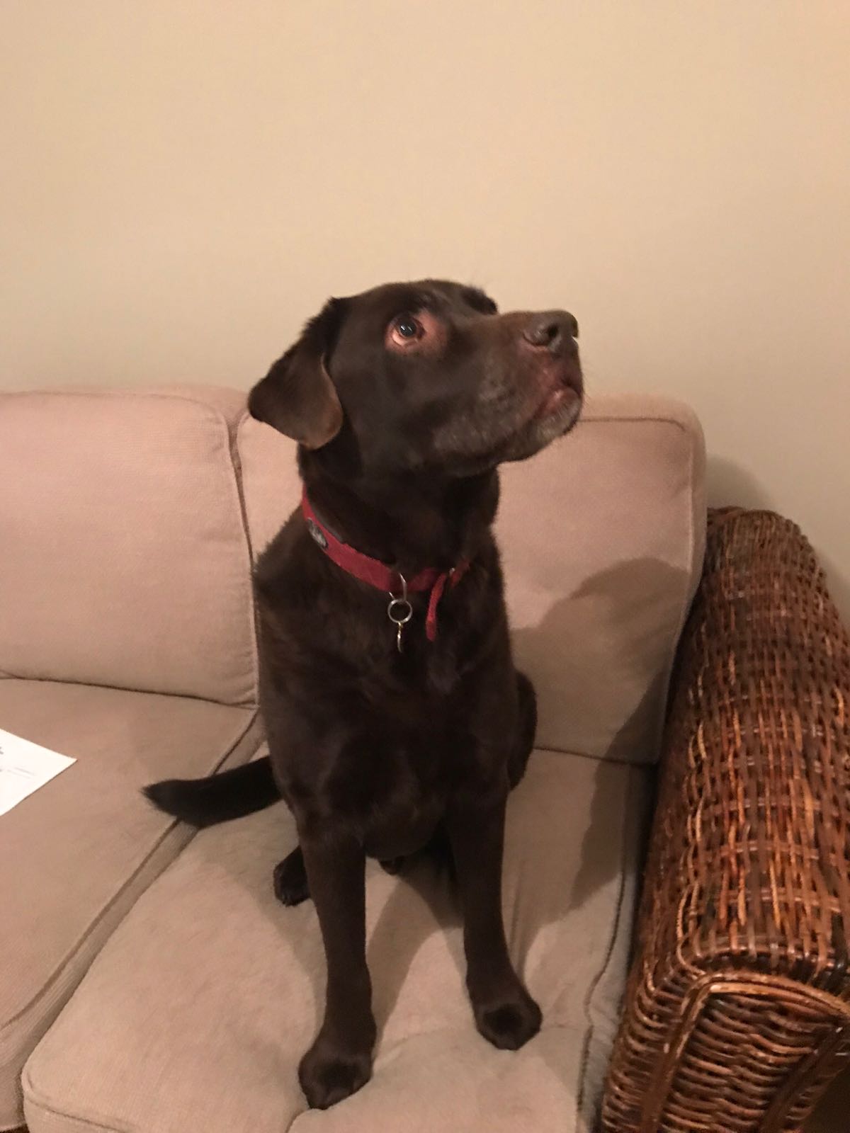 IMG20171107WA0001[1] Labrador Rescue South East & Central