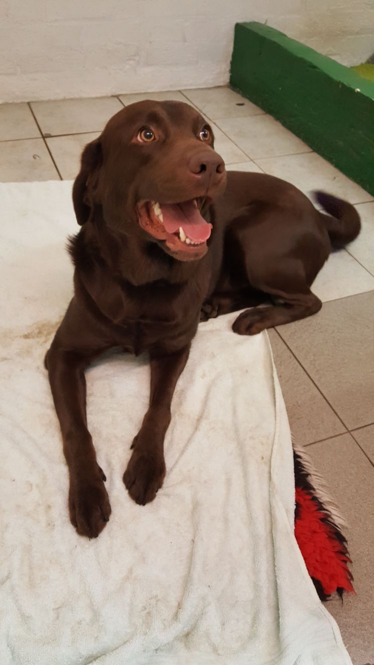 IMG20180102WA0000 Labrador Rescue South East & Central