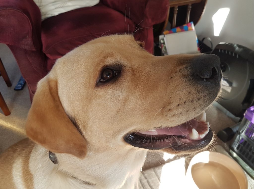 Home Labrador Rescue South East & Central