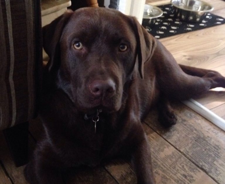 Home Labrador Rescue South East & Central