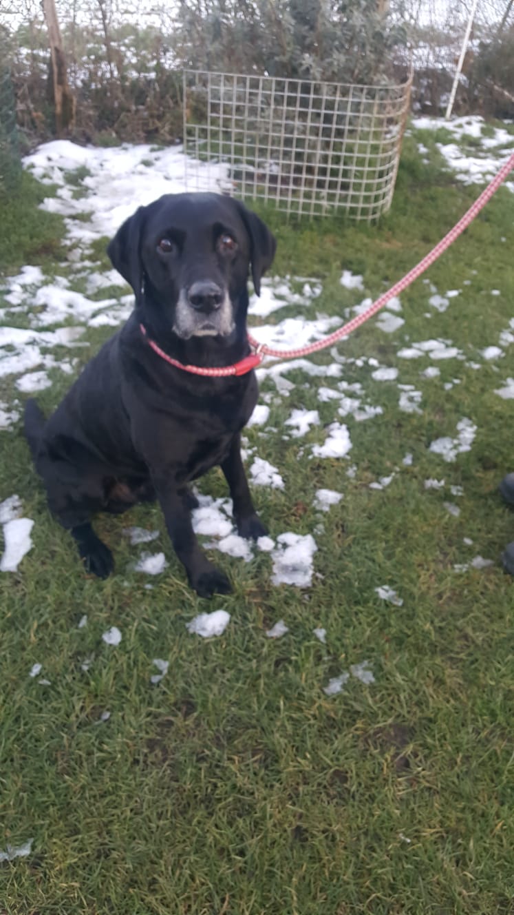 IMG20190202WA0006 Labrador Rescue South East & Central