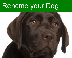 Rehome Your Dog