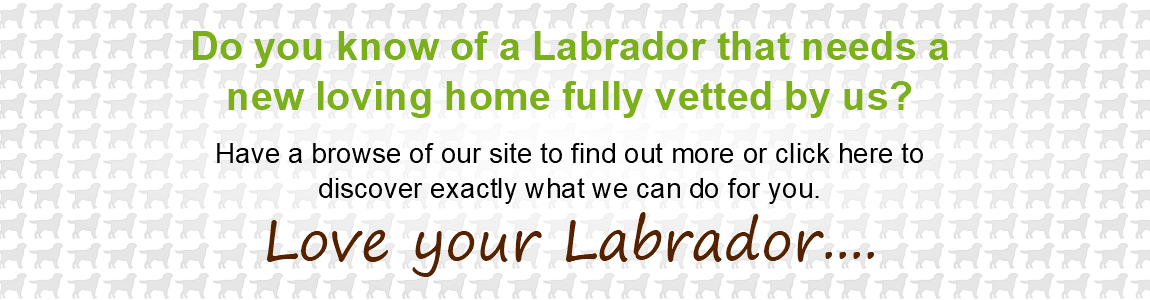 Know of a Labrador Needing A New Home?