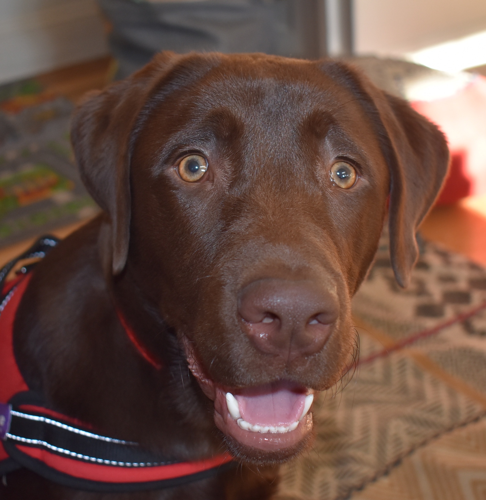 Labrador Puppies For Adoption London / Animals / Don't miss what's happening in your