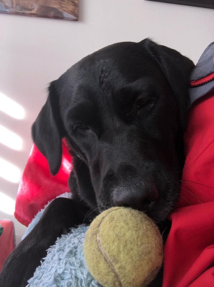 87413020_796285640867350_2703633152068288512_n[1] Labrador Rescue