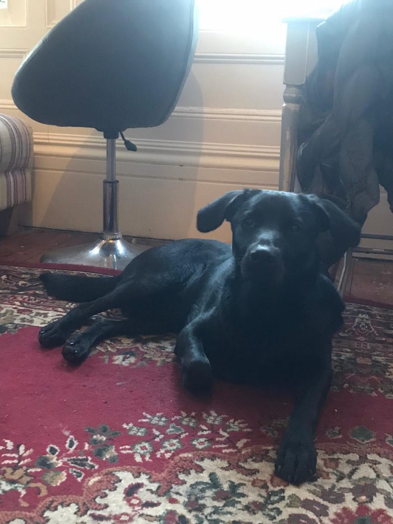 DOG 1958 Looking for a home in Sussex, Surrey, Hampshire