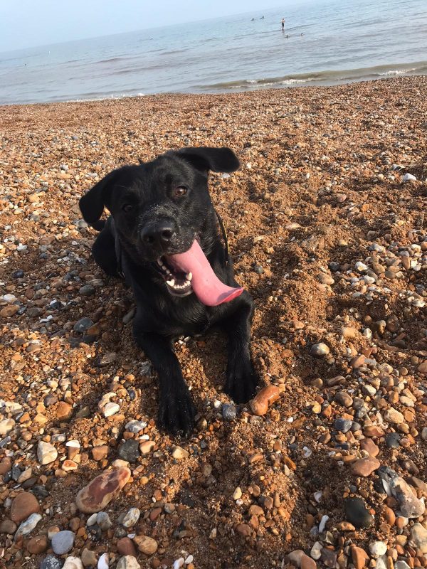 DOG 1958 Looking for a home in Sussex, Surrey, Hampshire