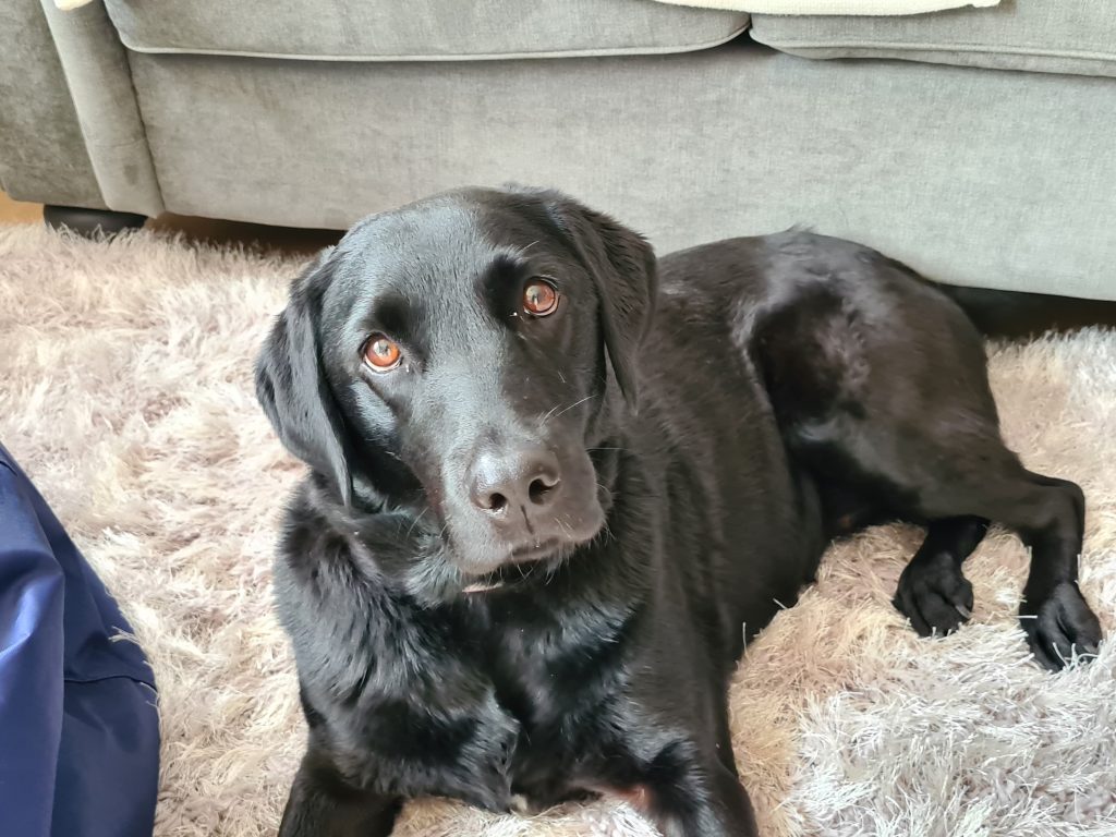 **RESERVED** 1972 Looking for a home in Bucks, Beds, Herts