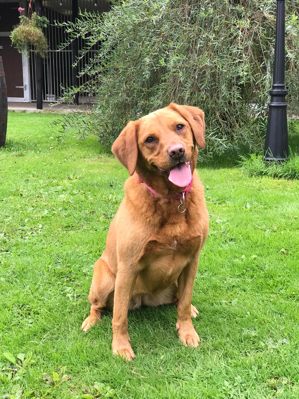 IMG20200829WA0012 (1) Labrador Rescue South East & Central