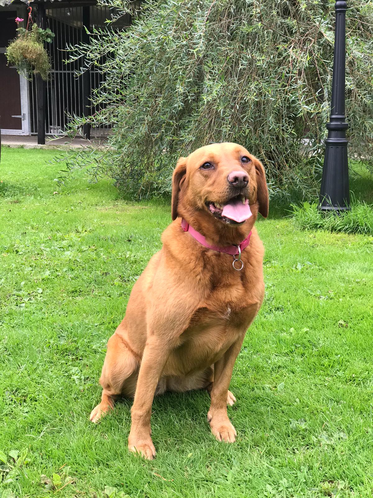 IMG20200829WA0013 Labrador Rescue South East & Central