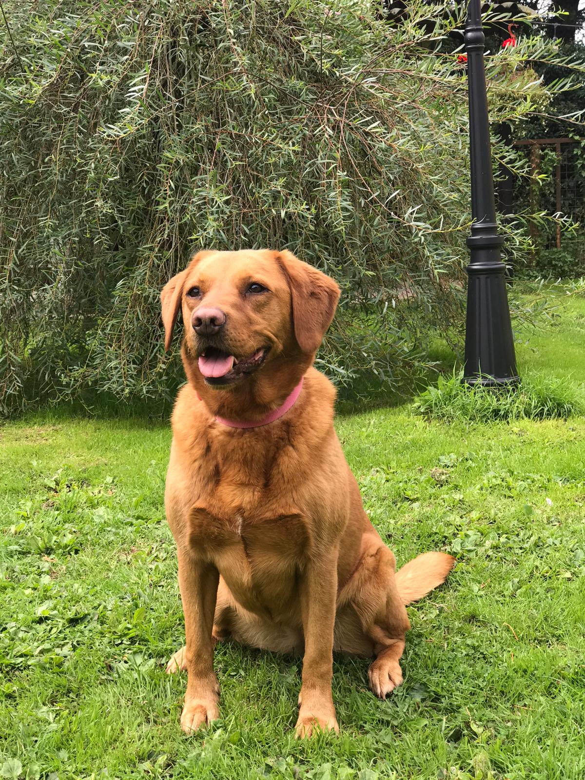 **RESERVED PENDING HOME VISIT**1969C Looking for a home in