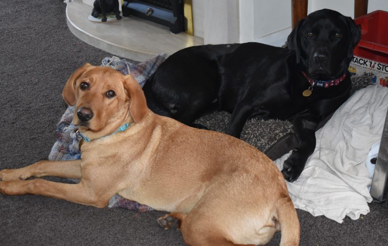 Rehome Your Dog Labrador Rescue South East & Central