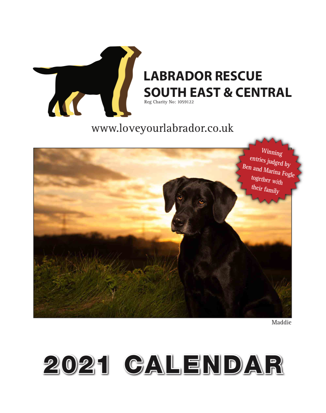 labrador rescue north east