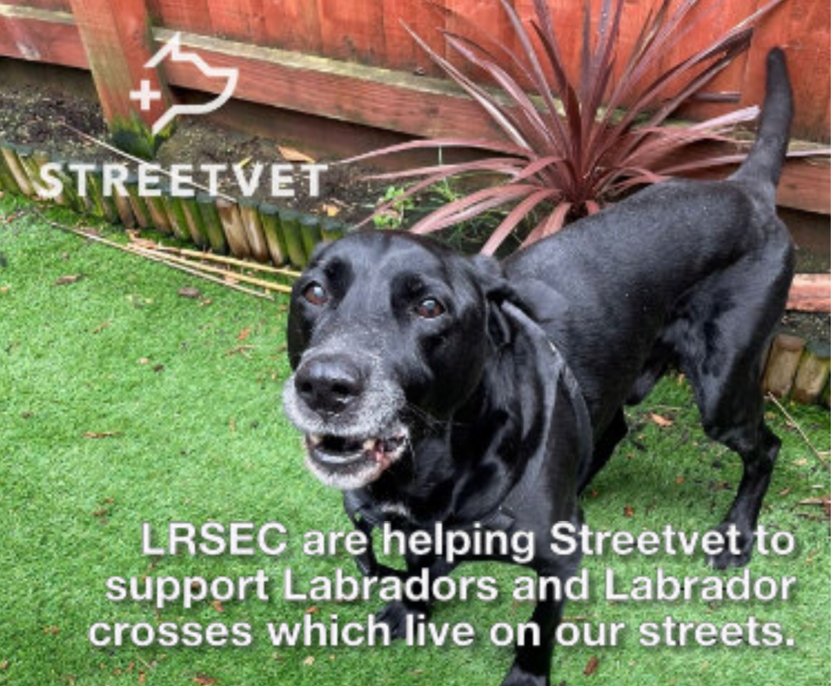 Home Labrador Rescue South East & Central