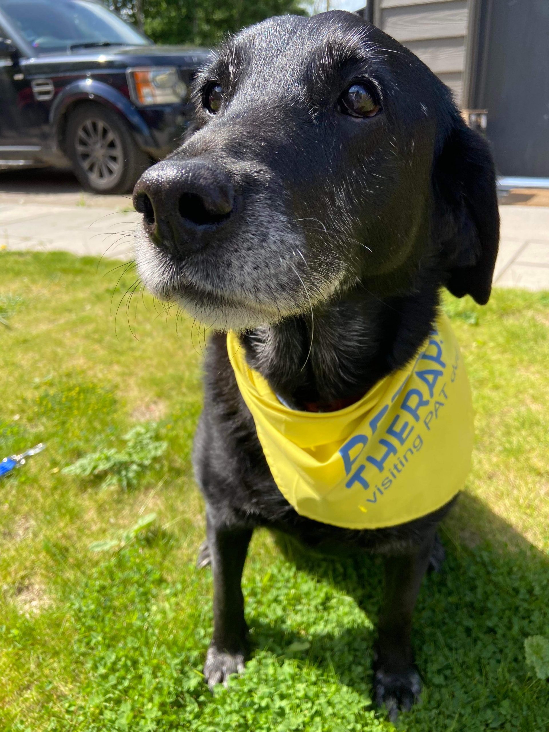 Home Labrador Rescue South East & Central