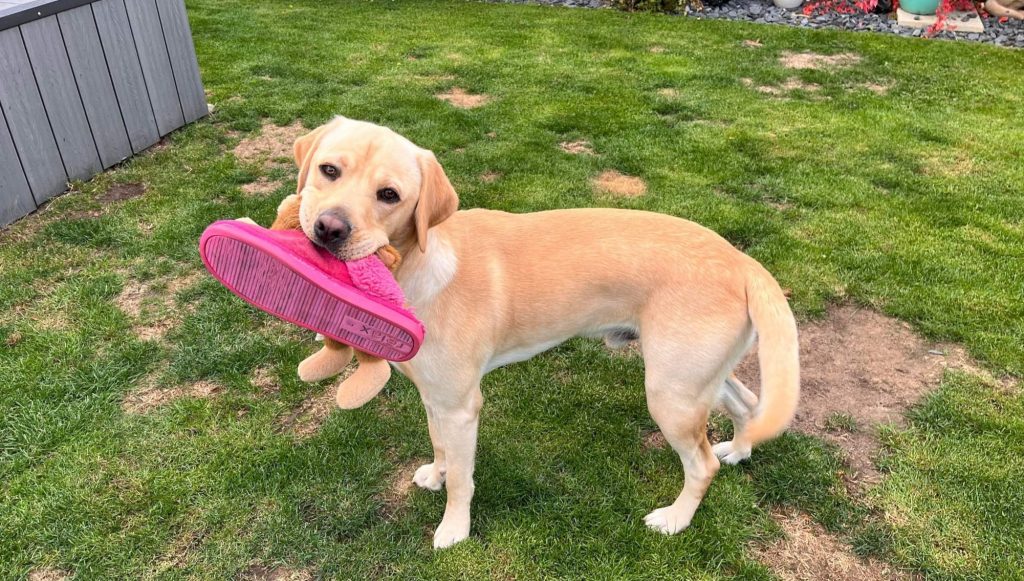 Provide A Home Labrador Rescue South East & Central