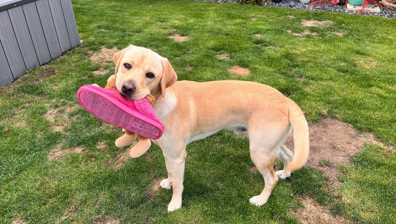 Provide A Home Labrador Rescue South East & Central