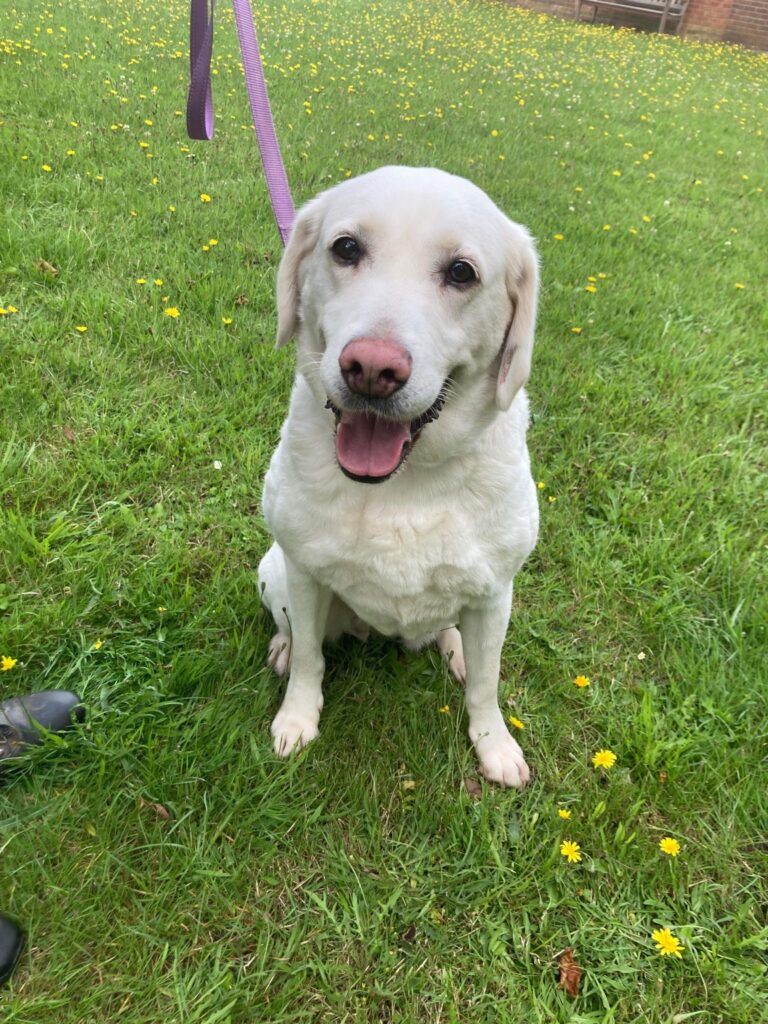 2143 Labrador Rescue South East & Central