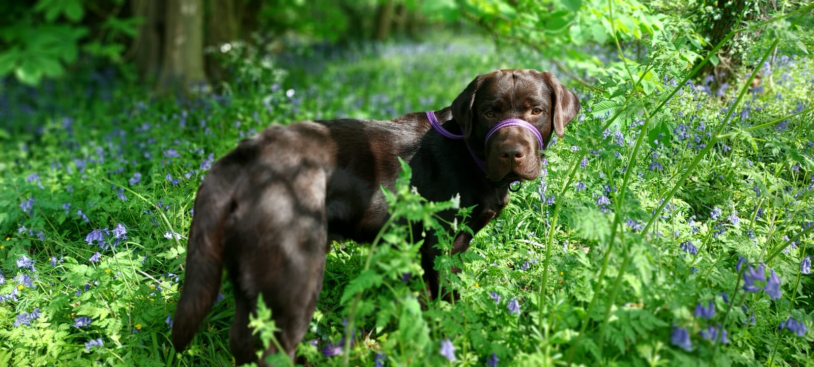 Provide A Home Labrador Rescue South East & Central