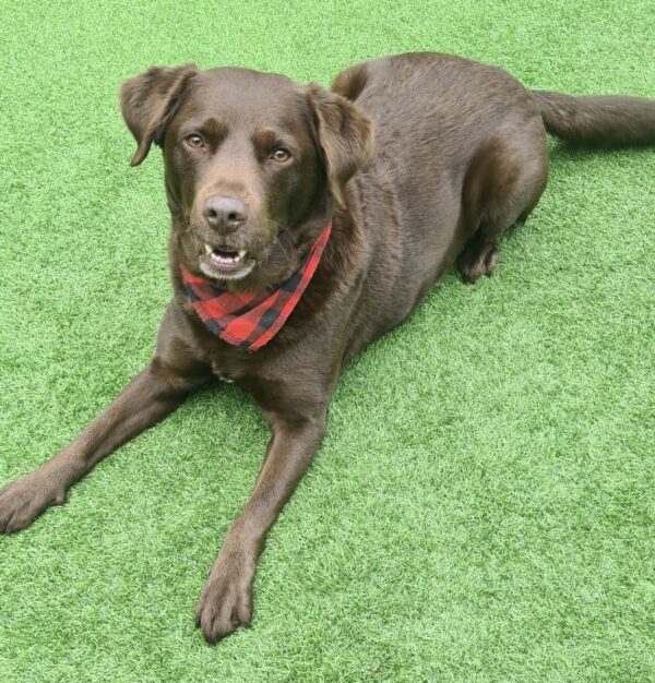 2301 chocolate male Labrador Rescue South East & Central