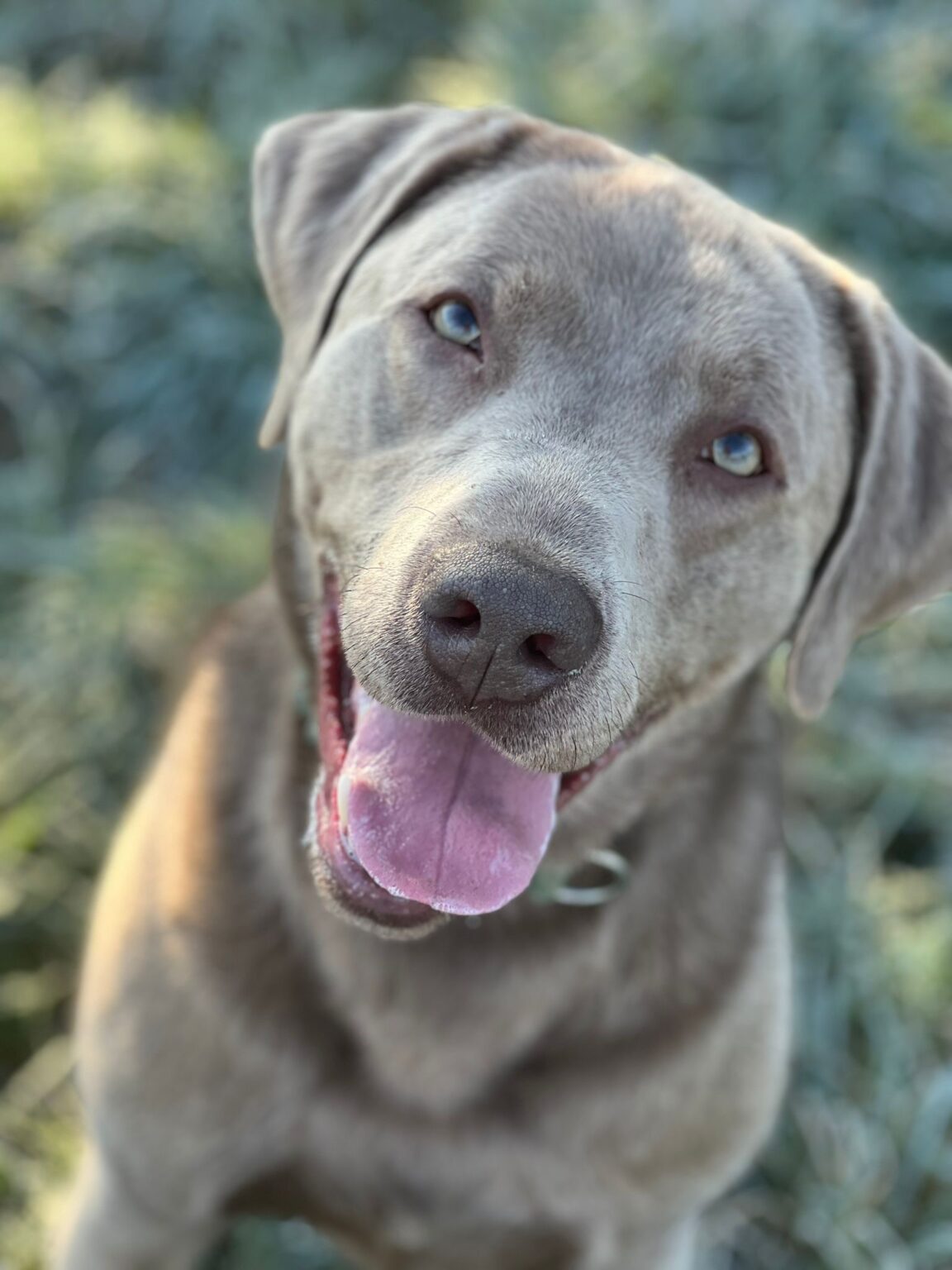Silver Lab Skin Rescue 2424 - 3 years 11 months old Silver Male - Labrador Rescue South East ...